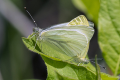 Pieris marginalis macdunnoughii