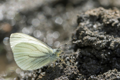 Pieris marginalis macdunnoughii
