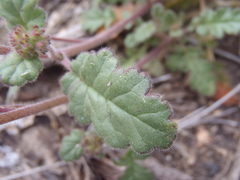 Phacelia coerulea