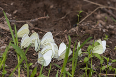 Pieris marginalis macdunnoughii