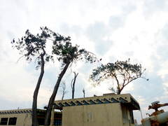 Pelecanus occidentalis