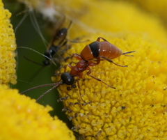 Gelis melanocephalus