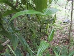 Stemona tuberosa