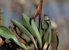 Grindelia stricta angustifolia