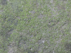 Bacidina delicata