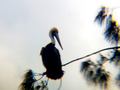 Pelecanus occidentalis