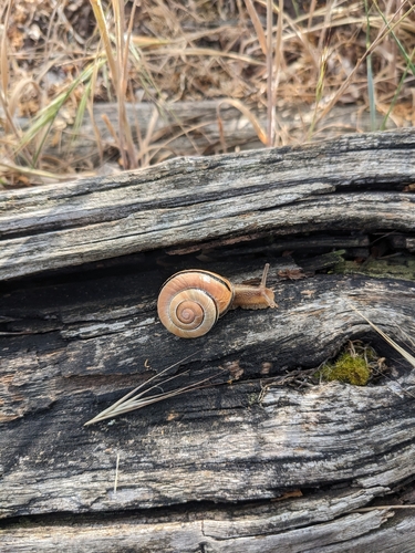 Cepaea nemoralis