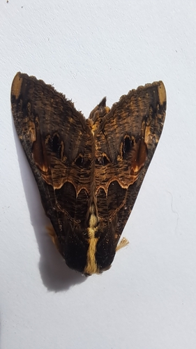 Sundowner moth