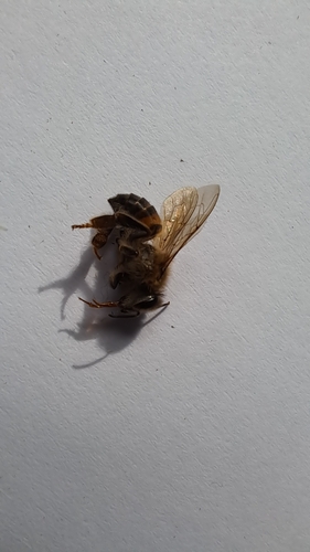 Western Honey Bee