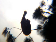 Pelecanus occidentalis