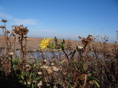 Grindelia stricta angustifolia