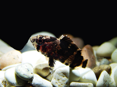 Nandus nebulosus