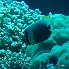 Chaetodon reticulatus