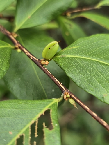 Erythroxylum laetevirens