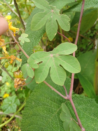 Canary-creeper (Tropaeolum peregrinum)