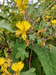 Tropaeolum peregrinum, photograph (c) Noemi Guerrero, some rights reserved (CC BY-SA)