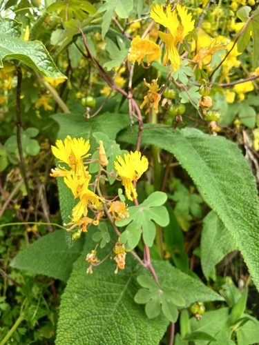 Tropaeolum peregrinum, photograph 3