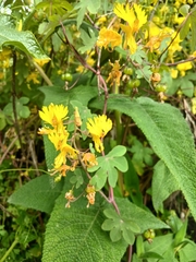 Tropaeolum peregrinum, photograph (c) Noemi Guerrero, some rights reserved (CC BY-SA)