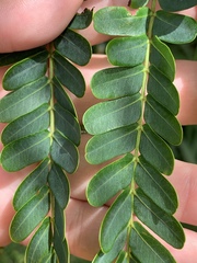 Peltophorum pterocarpum