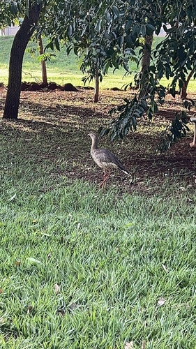 Red-legged Seriema
