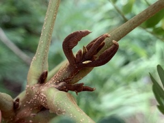 Peltophorum pterocarpum