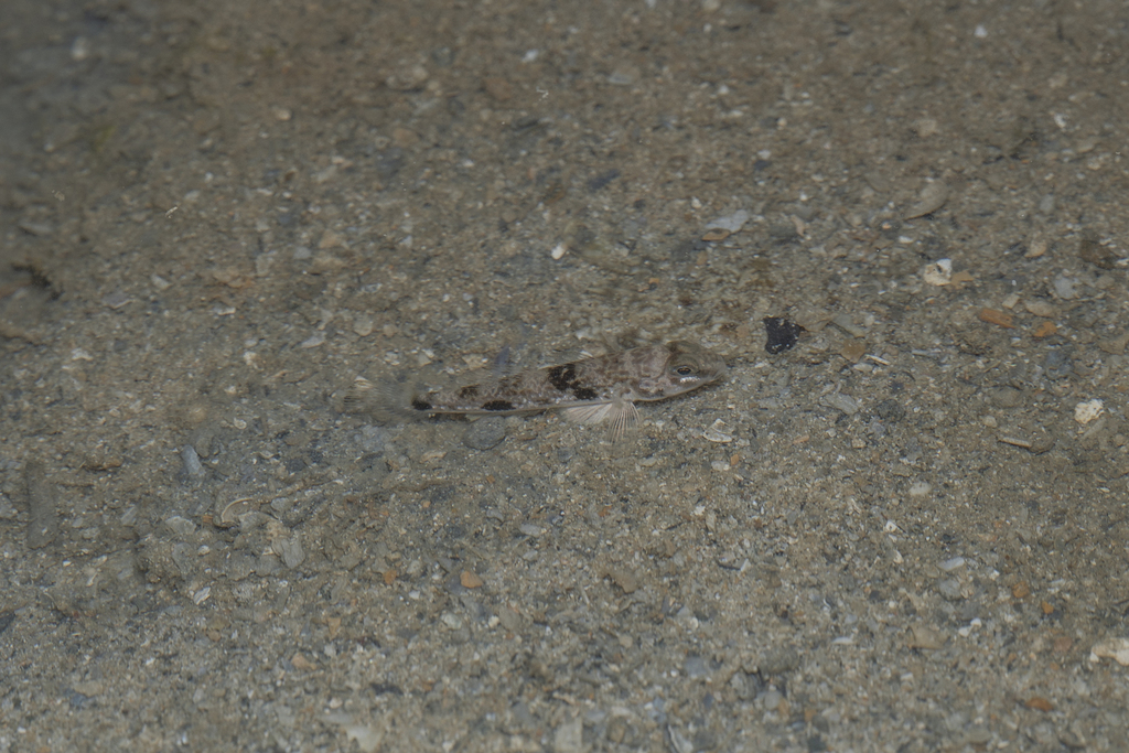 Hairfin Goby from West, Singapore on May 4, 2026 at 07:30 AM by Rui ...
