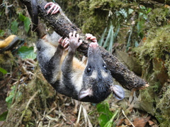 Philander opossum melanurus