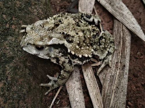 Asiatic Toad