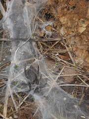 Porrhothele antipodiana