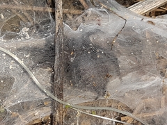 Porrhothele antipodiana