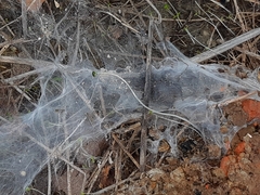 Porrhothele antipodiana