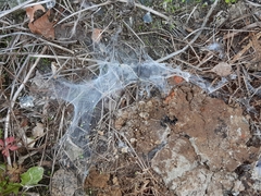 Porrhothele antipodiana