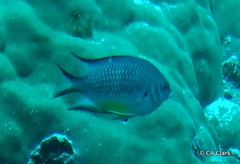 Amblyglyphidodon leucogaster