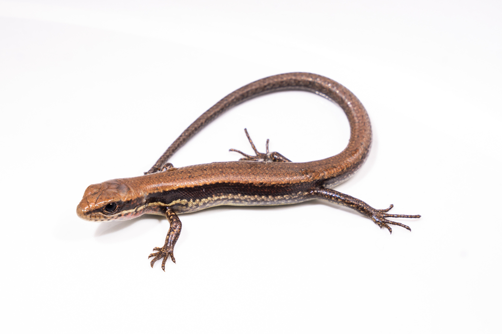 Protoblepharus nyingchiensis