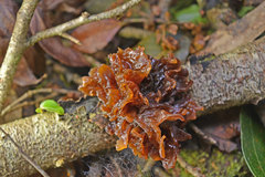 Phaeotremella fimbriata
