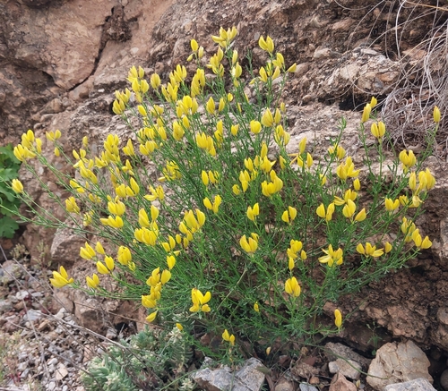 Cytisus fontanesii, photograph 2