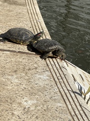 Trachemys scripta elegans