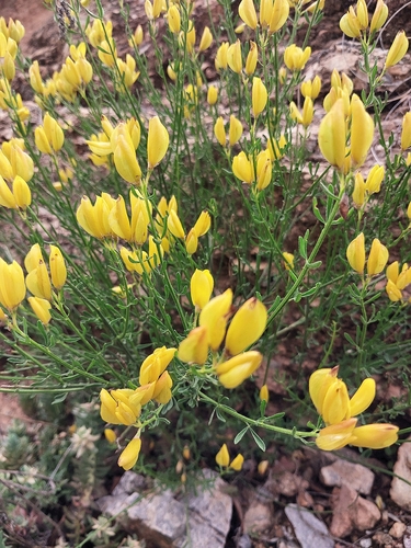Cytisus fontanesii, photograph 4