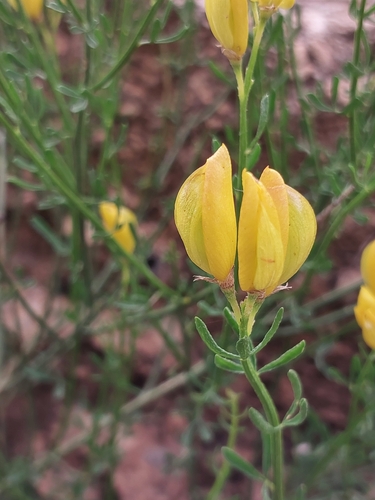 Cytisus fontanesii, photograph 5