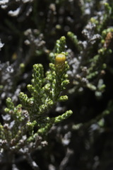 Helichrysum parvifolium