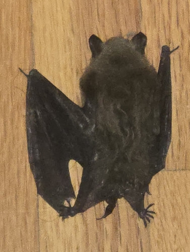 Little Brown Bat observed by mediachef