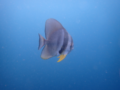Platax teira