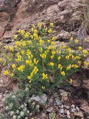 Cytisus fontanesii, photograph Juan García, CC BY, iNaturalist via GBIF