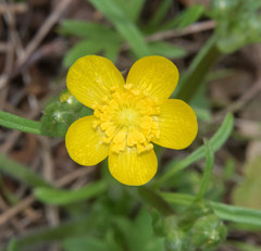 Ranunculus occidentalis