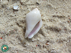 Gibberulus gibberulus