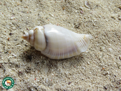 Gibberulus gibberulus