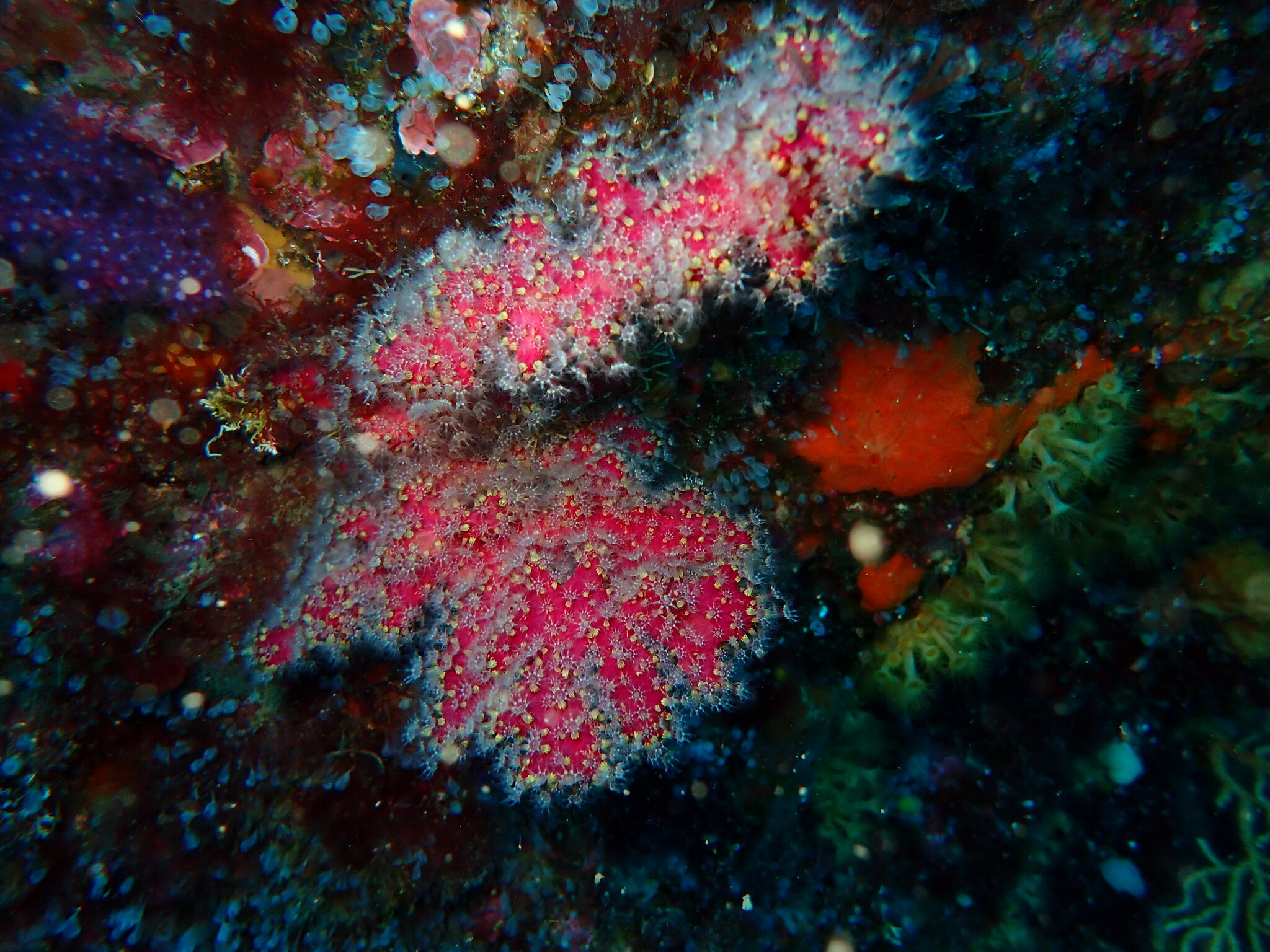 Alcyonium coralloides (Pallas, 1766)