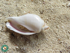 Gibberulus gibberulus