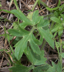 Ranunculus occidentalis