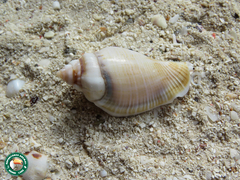 Gibberulus gibberulus